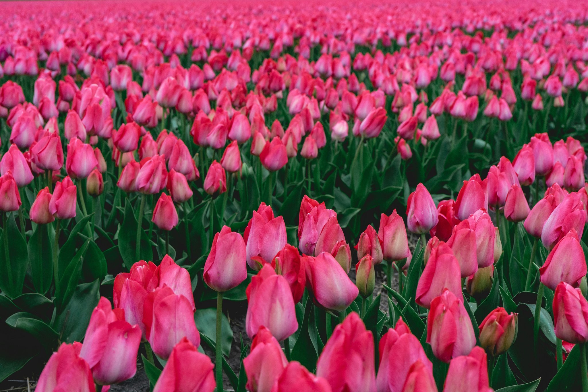 Lisse