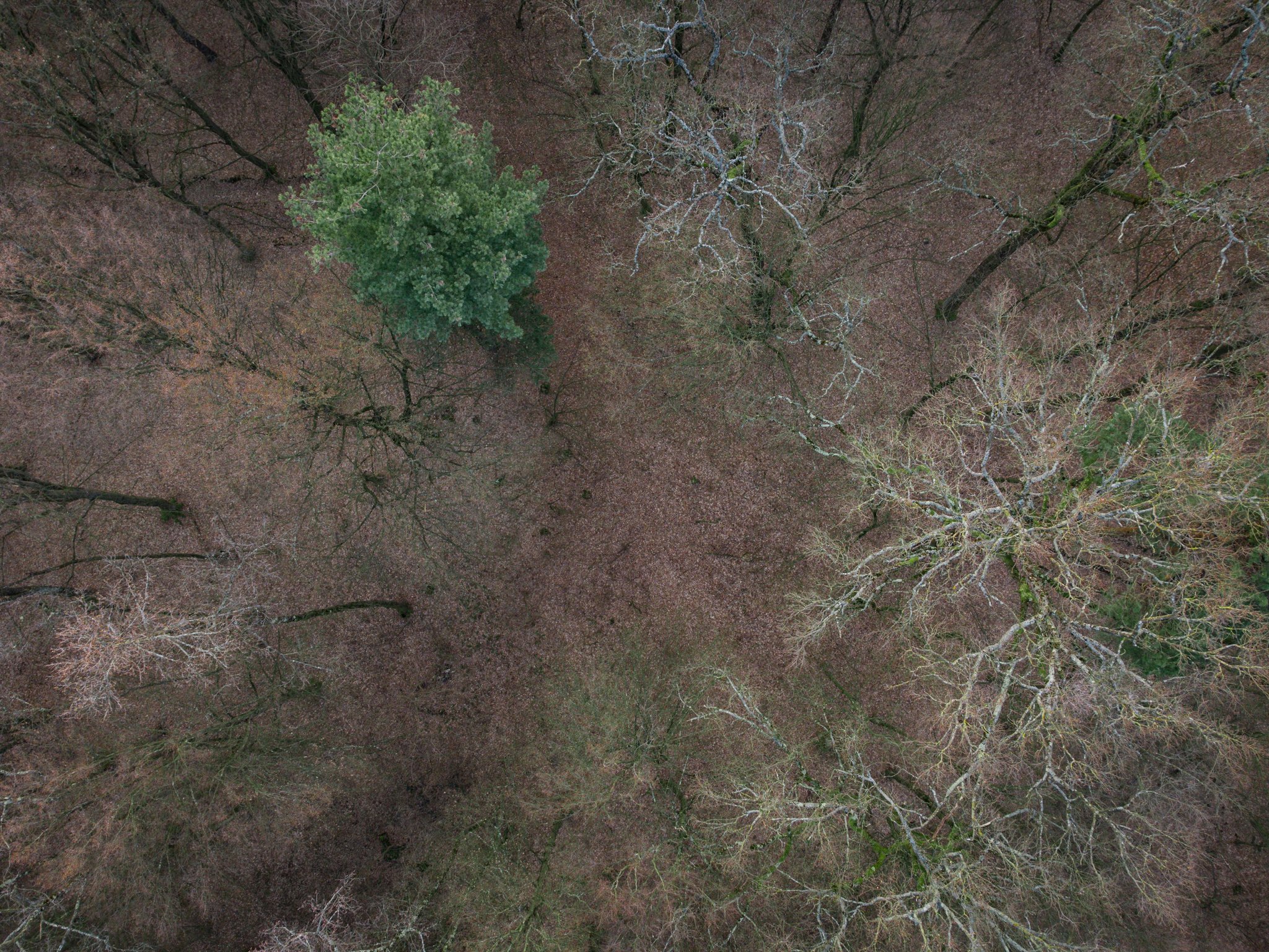 Jasikovac Forest
