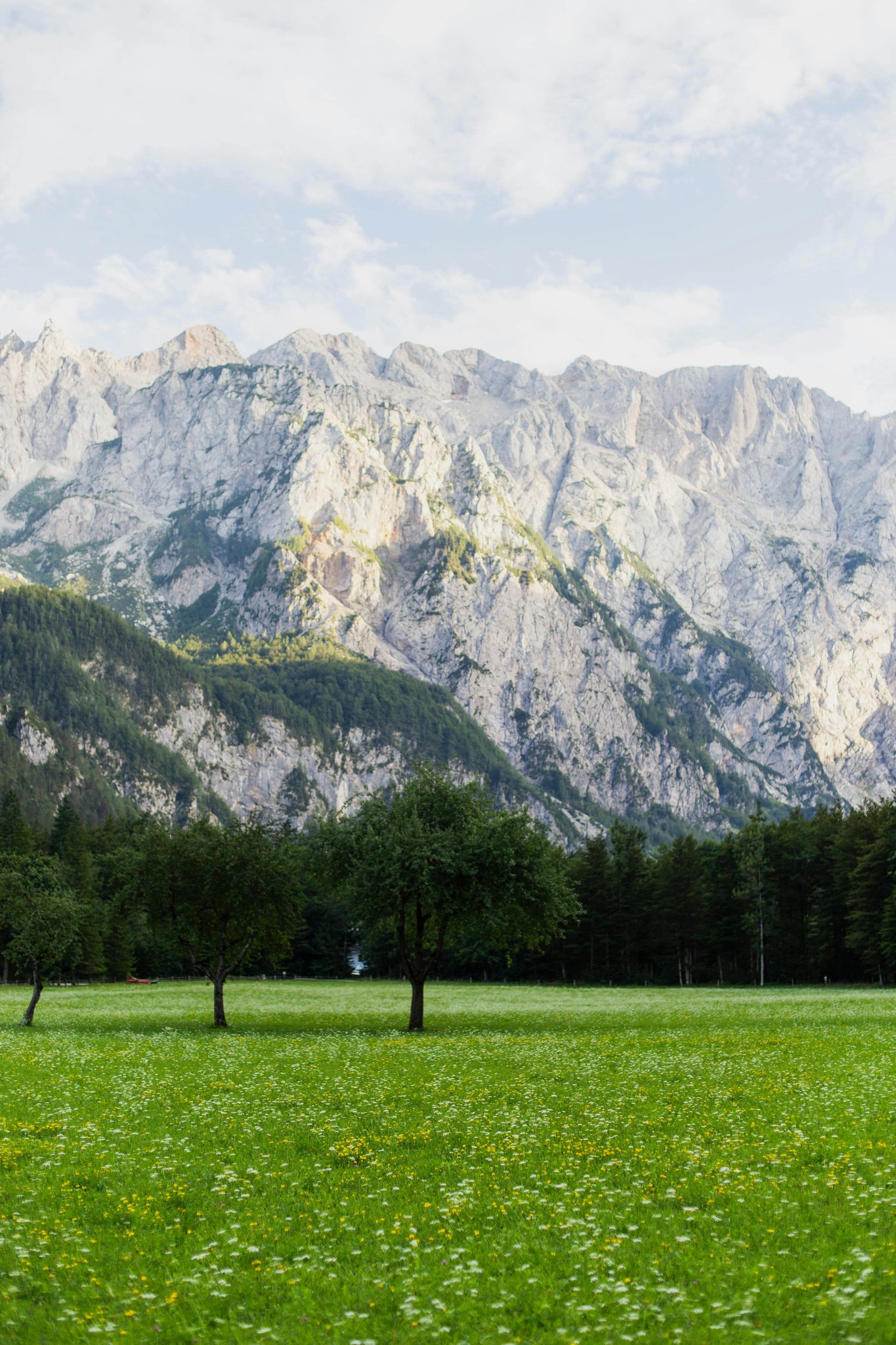 Springtime Wildflower Walks in Slovenia
