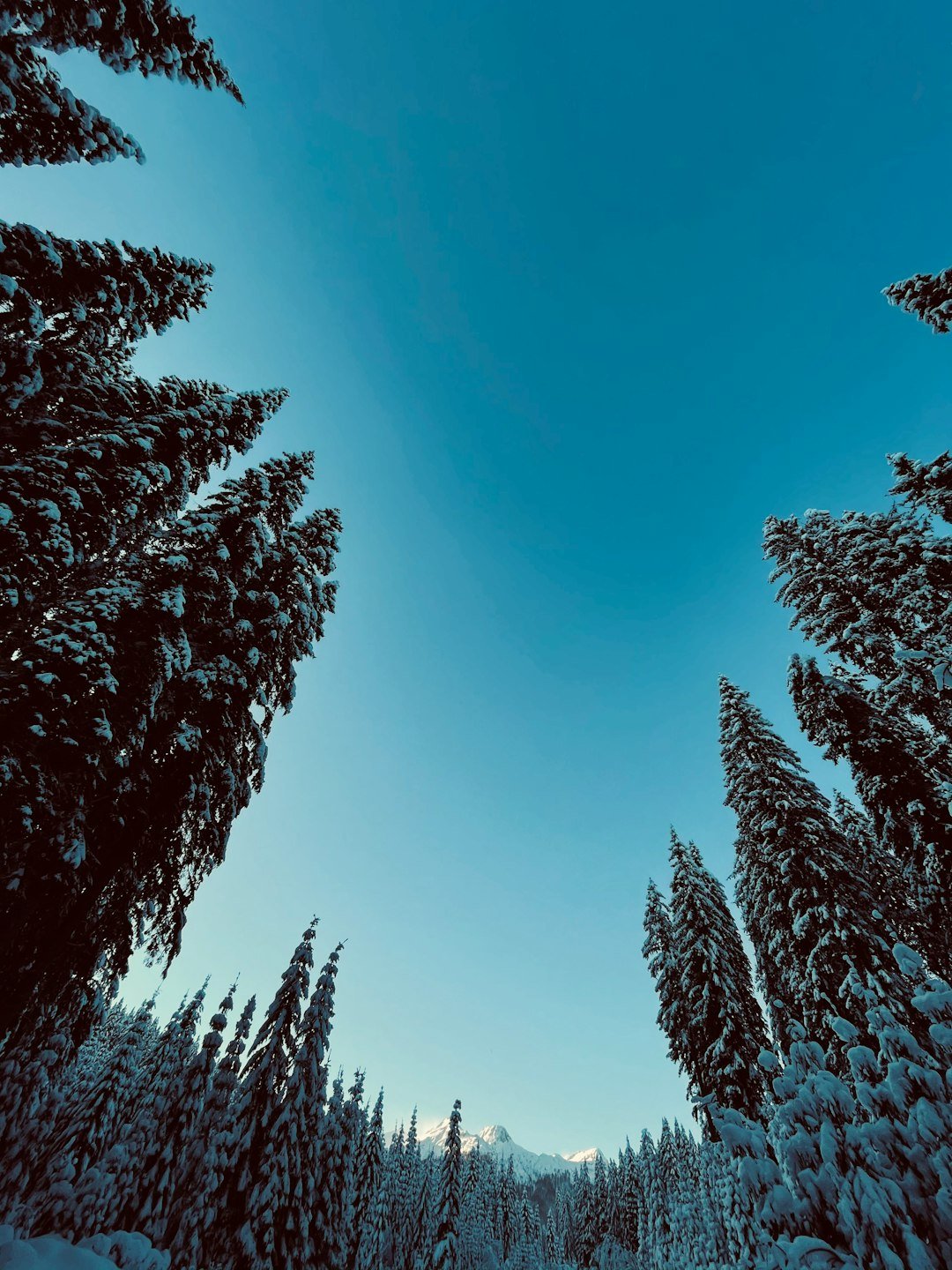 Pokljuka