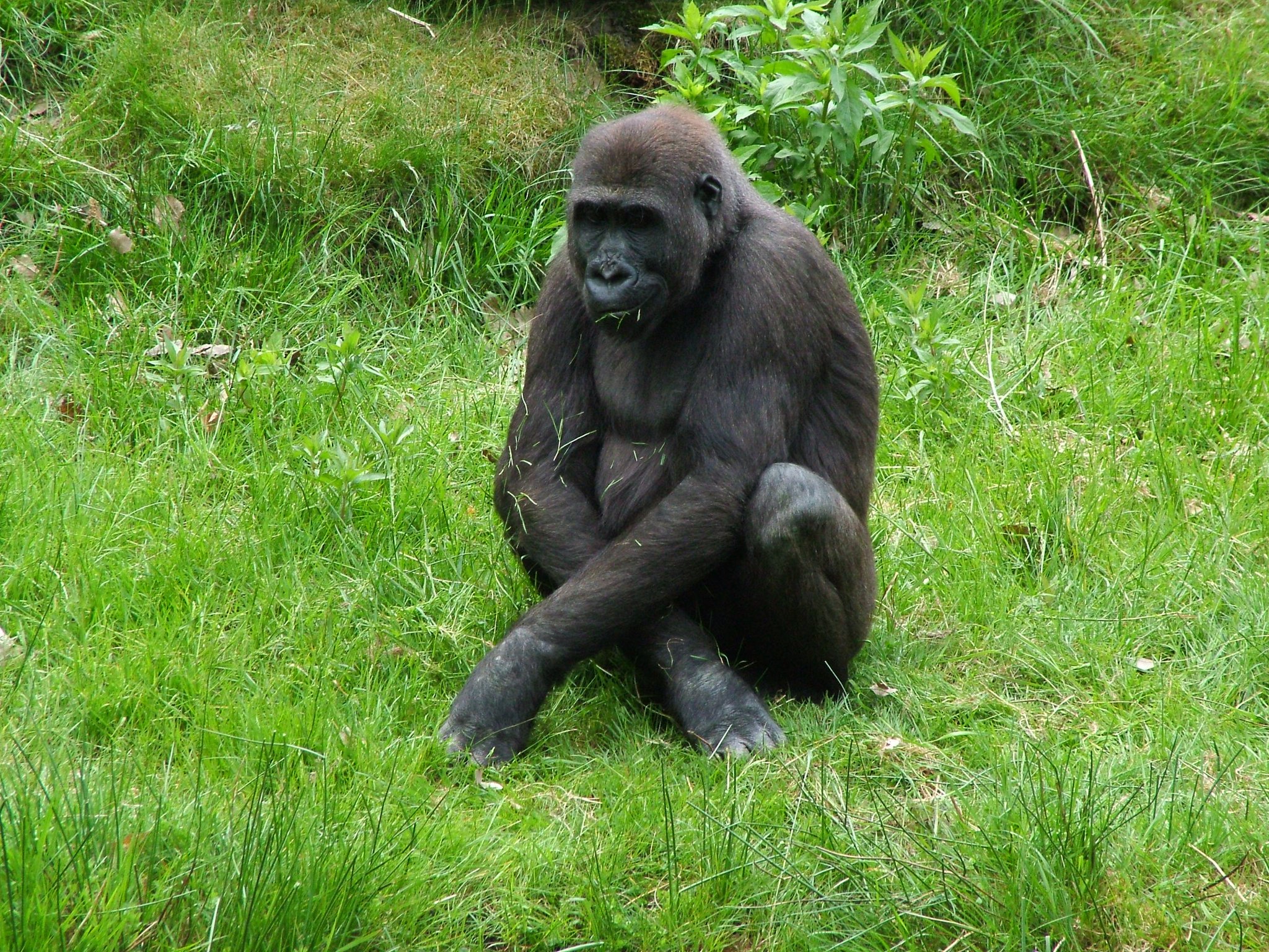 Apenheul Zoo on a Budget
