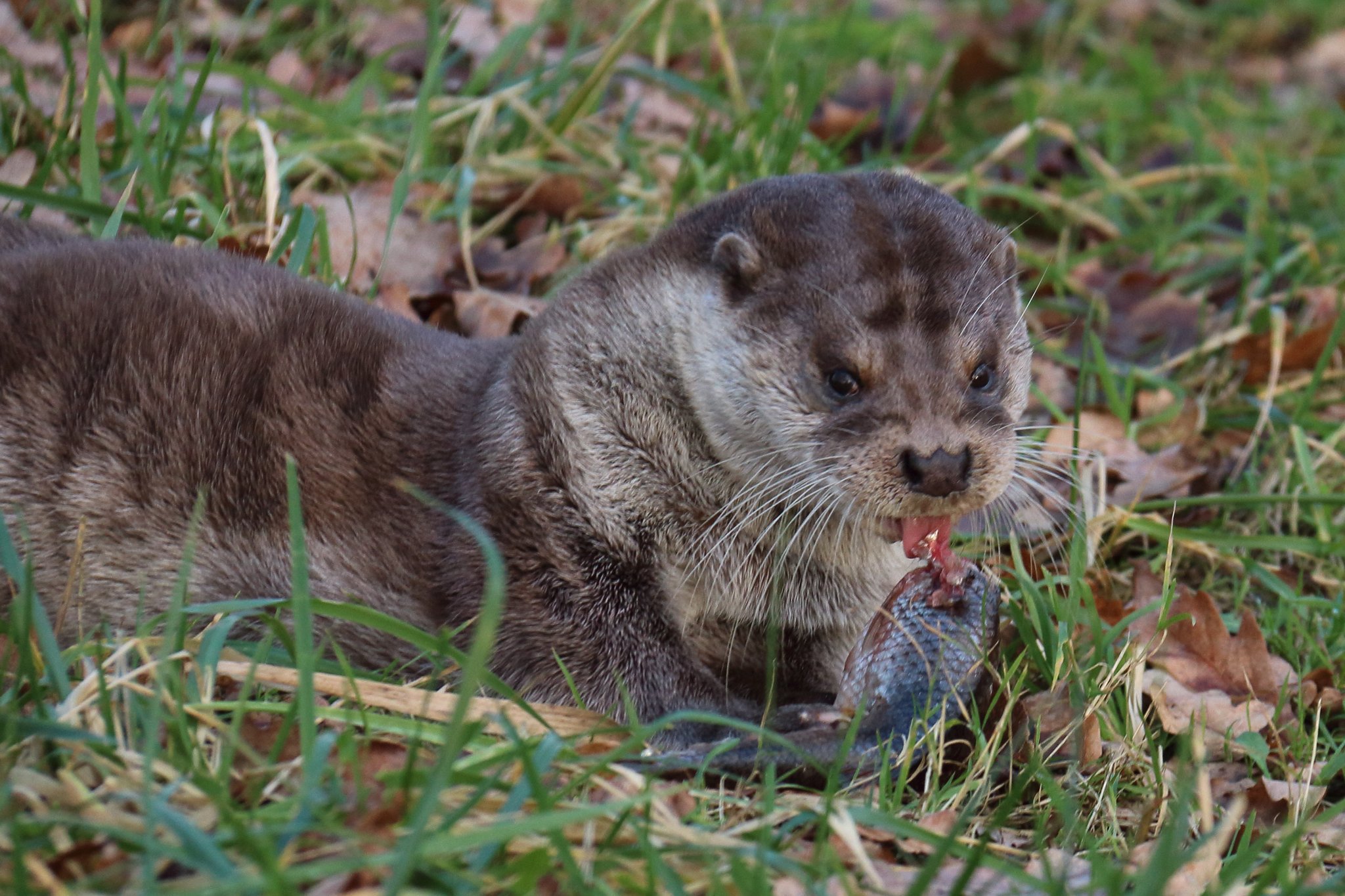 Natuurpark Lelystad